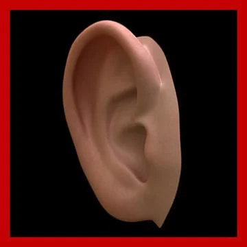 Ear (High and Low Poly) 3D Model