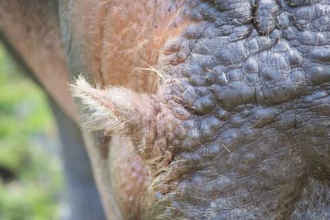 Ear of a hippopotamus Stock Photos