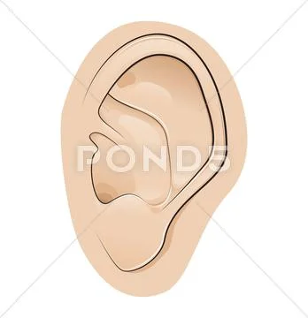 Ear Stock Illustration