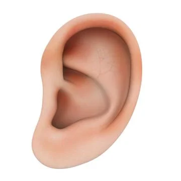 Ear Stock Illustration