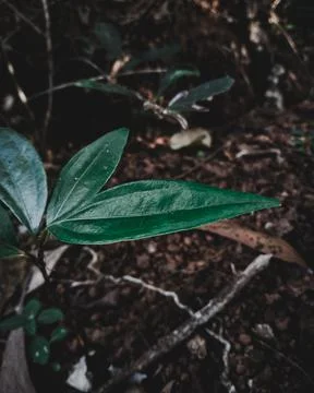 Ear-leaf Acacia Stock Photos
