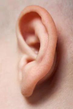 Ear macro Stock Photos