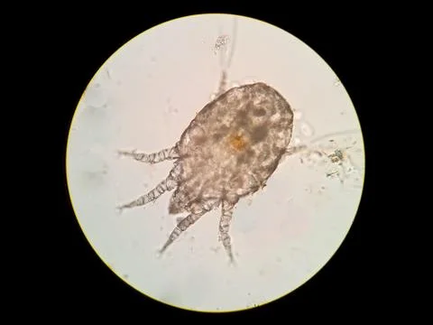 Ear mite from a cat, under the microscope Stock Photos