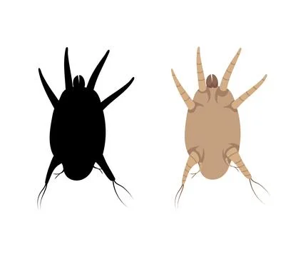 Ear mite causing otodectes cynotis infection. Stock-Illustration