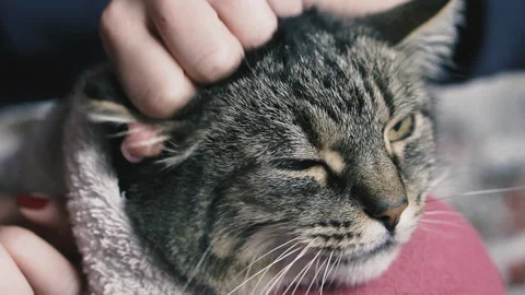Ear mite. Ear mites are removed from the cat's ears. Stock Footage 145036711