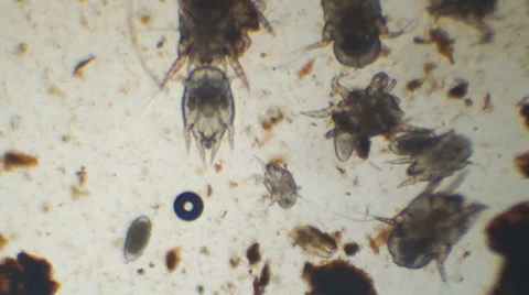 Ear Mites Cat Stock Footage 33846648