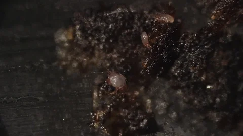 Ear mites Vidéo 121340432