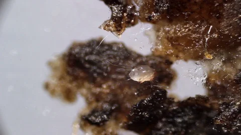 Ear mites Stock Footage 121340645