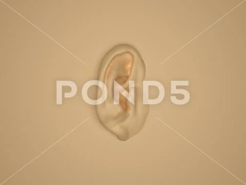 Ear Model - Anatomy of Human Ear Auricle, Lateral Surface. 3D Render ...