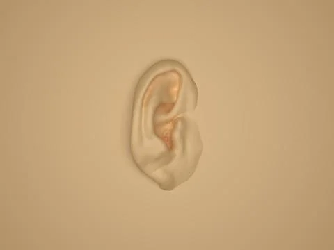 Ear Model - Anatomy of Human Ear Auricle, Lateral Surface. 3D Render. Illustrazione stock