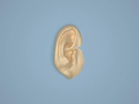 Ear Model - Anatomy of Human Ear Auricle, Lateral Surface. 3D Render. Stock Illustration
