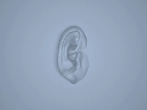 Ear Model - Anatomy of Human Ear Auricle, Lateral Surface. 3D Render. Illustrazione stock