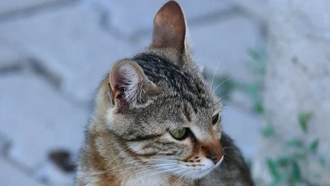 Ear movements of a cat, cat ear, moving cat ear, 스톡 동영상 126734643