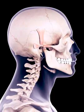 Ear muscle, illustration Stock Illustration