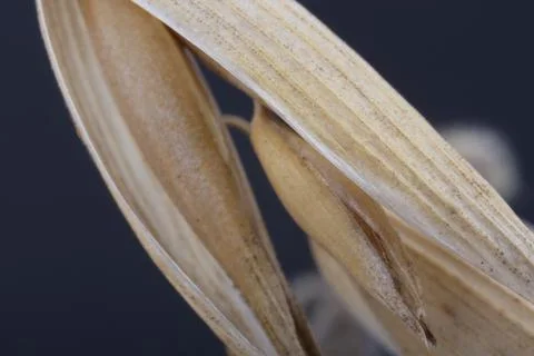 Ear of oats with grains in the outer shell close-up on a dark background Stock-Fotos
