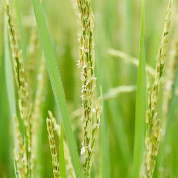 Ear of paddy Stock Photos