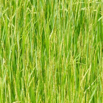 Ear of paddy Stock Photos