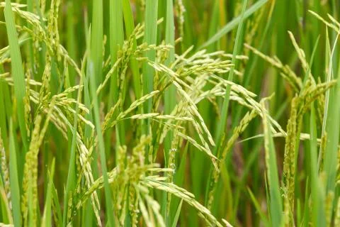 Ear of paddy Stock Photos