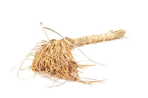 Ear of paddy Foto stock