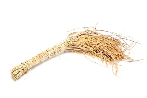 Ear of paddy Stock Photos