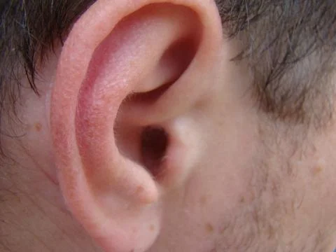 Ear Stock Photos