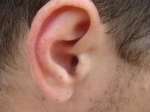 Ear Stock Photos