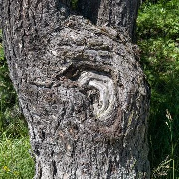 The Ear Stock Photos