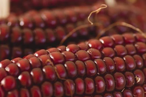 Ear of red maize close up Stock Photos