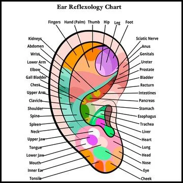 Ear reflexology chart, Ear mapping with the description Ilustración de archivo