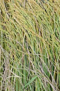 Ear of rice background Stock Photos