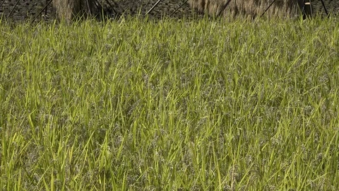 Ear Of Rice farm In Hakuba aoni Village, Nagano Prefecture, Japan. Stock Footage 100692467
