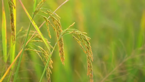 Ear of rice paddy in farm on sunset background Vidéo 221417538