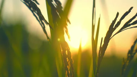 Ear of rice paddy in farm on sunset background 動画素材 221418217