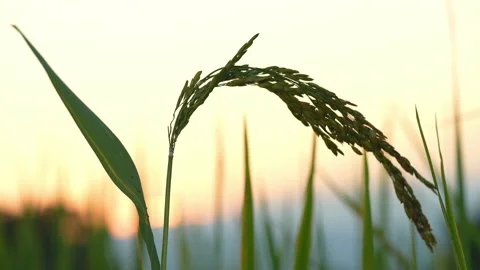 Ear of rice paddy in farm on sunset background 動画素材 221418571