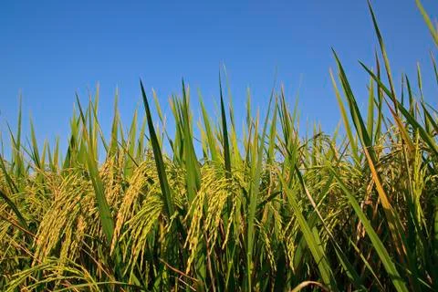 Ear of rice 스톡 사진