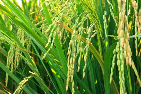 Ear of rice Foto stock