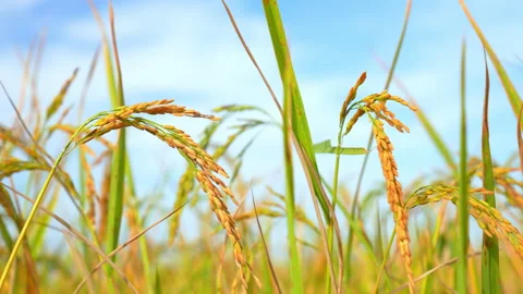 Ear rice in ric field on blue sky background of organic farm in countryside 動画素材 221661838