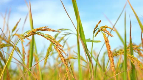 Ear rice in ric field on blue sky background of organic farm in countryside Stock-Footage 221661866