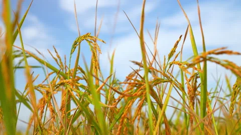 Ear rice in ric field on blue sky background of organic farm in countryside Video stock 221661983