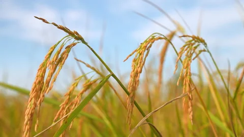 Ear rice in ric field on blue sky background of organic farm in countryside 库存影片 221663344