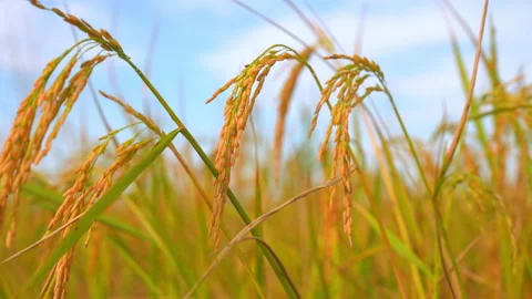 Ear rice in ric field on blue sky background of organic farm in countryside Video stock 221663346