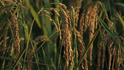 Ear of rice in the rice field Stock Footage 73319180