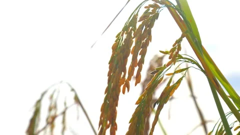 Ear rice in rice field on sunny sky background of organic farm on slow motion 库存影片 221664024