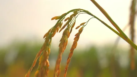 Ear rice in rice field on sunny sky background of organic farm on slow motion Stock Footage 221664572