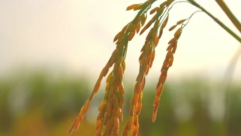 Ear rice in rice field on sunny sky background of organic farm on slow motion 動画素材 221664575