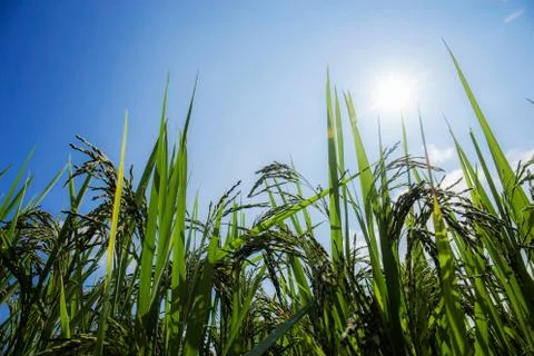 Ear of rice with sunlight. Stock Photos