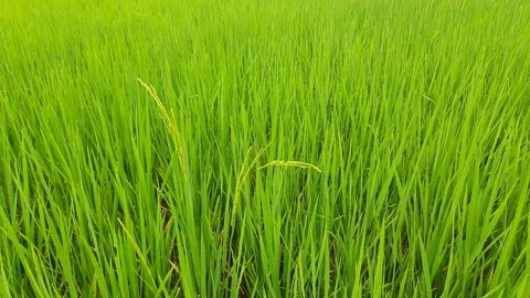 Ear of rice sway in wind. Stock Footage 150089155