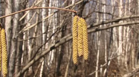 Ear rings Stock Footage 18184419