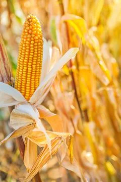 Ear of ripe corn close-up Instagram Styles Stock Photos
