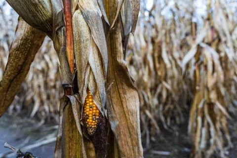 An ear of ripe corn in a cornfield in autumn Stock Photos